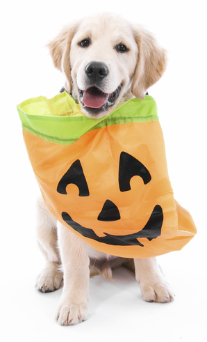 Halloween Lab